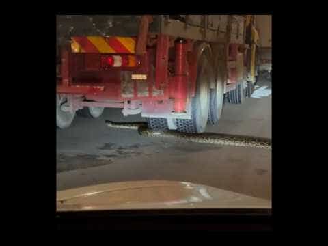 車CAM直擊 - 大蛇出沒注意 😱