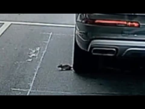 車CAM直擊 - 米奇歷險記 順風車