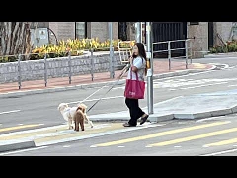 車CAM直擊 - 屯門青山灣 邊位屋企工人姐姐咁優質？ 隻狗差啲升仙 