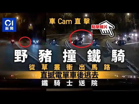 車CAM直擊｜將軍澳野豬衝馬路撼中電單車　鐵騎士手腳擦傷送院｜01新聞