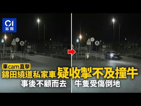 錦田繞道私家車撞牛　肇事後不顧而去　牛隻受傷一度倒地｜01新聞｜突發｜車CAM｜新界｜馬路｜牛