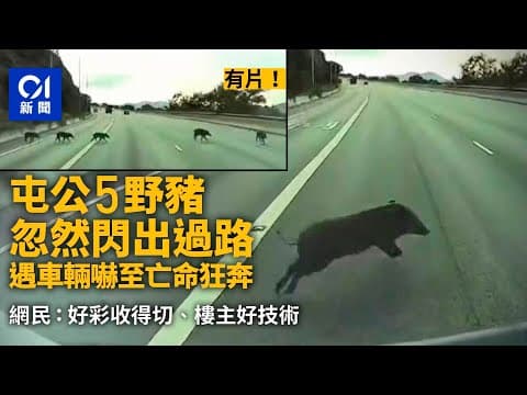 5野豬列隊過屯門公路　遇車輛亡命狂奔　網民﹕好彩收得切｜01新聞｜突發｜車CAM｜公路｜動物｜司機