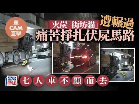 車Cam直擊｜火炭七人車輾斃「街坊貓」不顧而去 網民悲憤：追究到底｜星島頭條新聞｜火炭｜街坊貓｜禾寮坑路