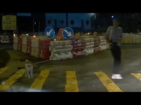 車CAM直擊 - 狗狗唔肯行主人懶理 繩都斷埋😂
