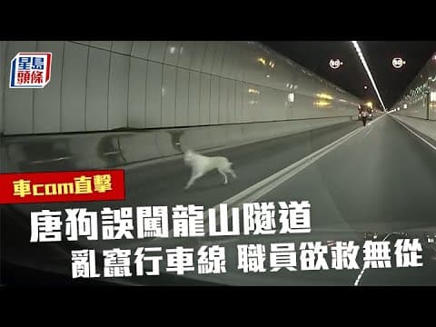 車cam直擊│唐狗誤闖龍山隧道 亂竄行車線 職員欲救無從｜星島頭條新聞｜唐狗｜隧道｜行車線｜突發