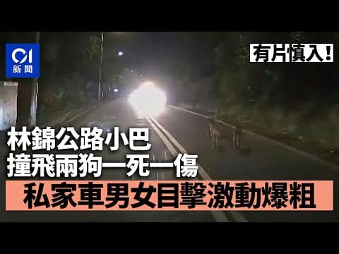 林錦公路小巴撞飛兩狗　私家車男女目擊報警｜01新聞｜突發｜車CAM｜小巴｜馬路｜綠VAN