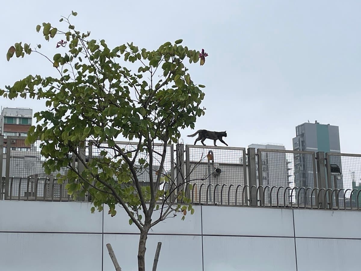 尖沙咀九龍公園停車場 實景照片 10