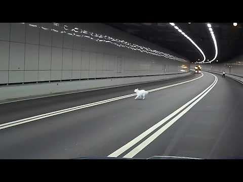 車CAM直擊 - 放工時間 邊個放狗放到入中環繞道阿