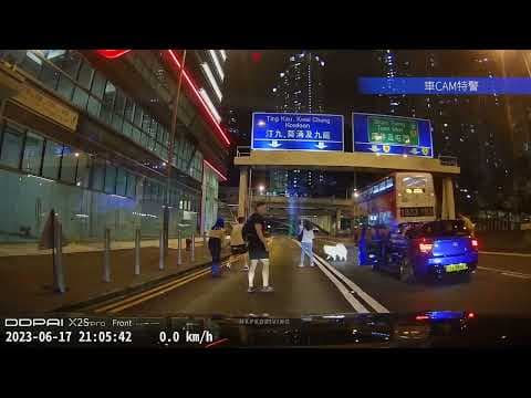 車CAM直擊 - 薩摩玩狗主人 馬路中心來回亂跑