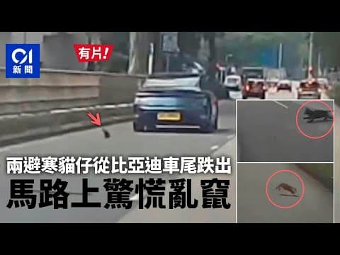 兩貓仔從比亞迪車尾跌出驚竄　網民憂安危　籲出車前拍車身｜01新聞｜車CAM｜動物｜比亞迪｜取暖｜小貓