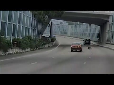 車CAM直擊 - 新界環迴公路野豬出沒注意‼️ 撞向貨Van後險被的士撞中