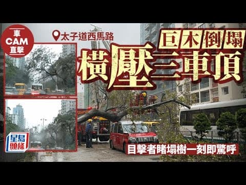 車cam直擊│太子道西塌樹一刻 目擊者嚇壞驚呼｜星島頭條新聞｜太子道西｜塌樹｜九龍城｜突發