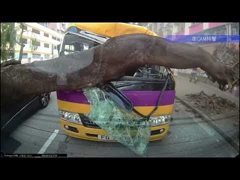 車CAM直擊 - 巴富街路邊大樹突然倒下 壓中鴨仔車及鄰線Benz