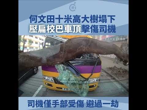 【車cam直擊】何文田巴富街交通意外　大樹倒塌壓校巴致司機受傷