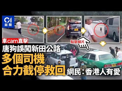 車cam直擊｜唐狗誤闖新田公路　司機合力截停救回　網民：好有愛︳01新聞