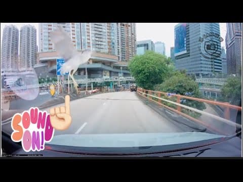 車CAM直擊 - Hit and Fly! 要報漁農處先拉到喇睇怕