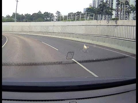 車CAM直擊 - 東隧港島出口，有狗狗跑入隧道範圍，主人從後200米力追