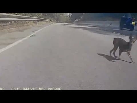 車CAM直擊 - 裕東路有芝娃娃於馬路上奔走  2025/1/15 1PM