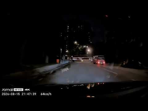 車CAM直擊 - 個心都離一離！路邊野豬突然衝出
