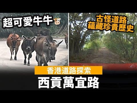 [香港道路探索 | 探訪西貢牛牛] 西貢萬宜路 ── 超可愛牛牛 | 探索古怪道路 | 講解萬宜水庫及創興水上活動中心歷史