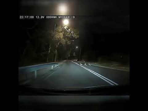 車CAM直擊 - 箭豬一家三口過馬路 好可愛♥️