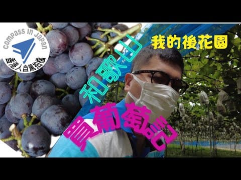 2021年暑假最後活動｜去和歌山買葡萄｜大阪自駕遊｜香港人經營｜日本生活點滴｜租車老闆的紀錄｜日本居住香港人｜夏季時令水果｜