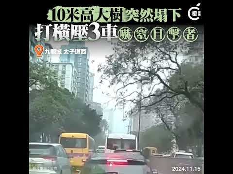 車cam直擊｜九龍城太子道10米高塌樹倒塌 打橫壓3車