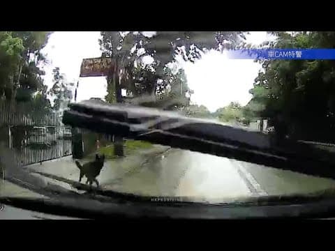 車CAM直擊 - 不負責任狗主人 錦上路近蓮花地