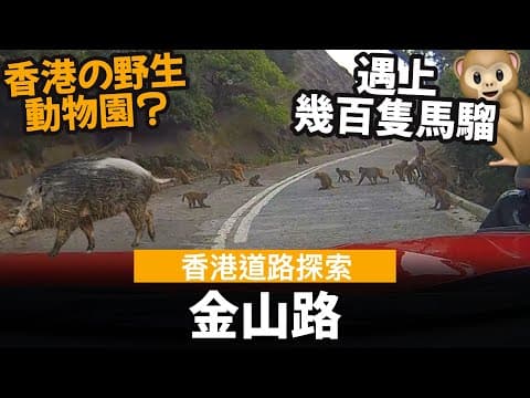 [香港道路探索 | 聲音導航] 金山路 ── 遍上幾百隻馬騮🐒 | 香港野生動物園?🐊 | 自駕好去處🚗 | 可推廣做旅遊景點?🚡