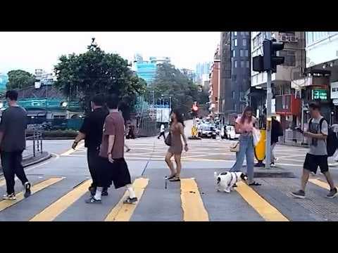 車CAM直擊 - 公德心呢？？狗狗路中心放低幾兩 主人就咁走咗去