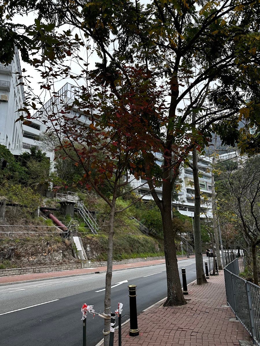 香港大學李嘉誠醫學院 Li Ka Shing Faculty of Medicine 停車場 實景照片 10
